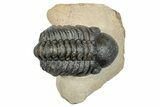 Curled Reedops Trilobite - Atchana, Morocco #273424-3